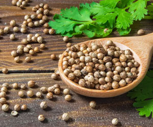 Coriander