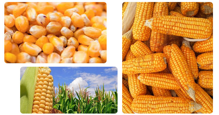 Maize