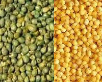Millet-Green-and-Yellow