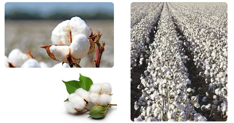 raw-cotton-in